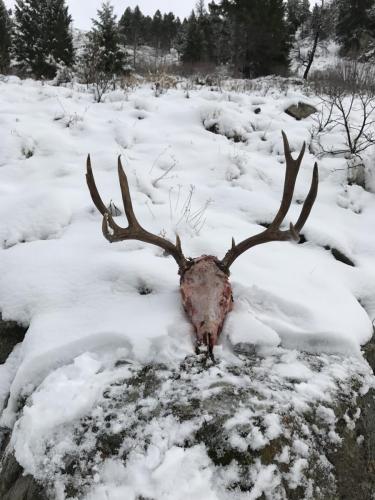 Mule Deer Hunting in Idaho