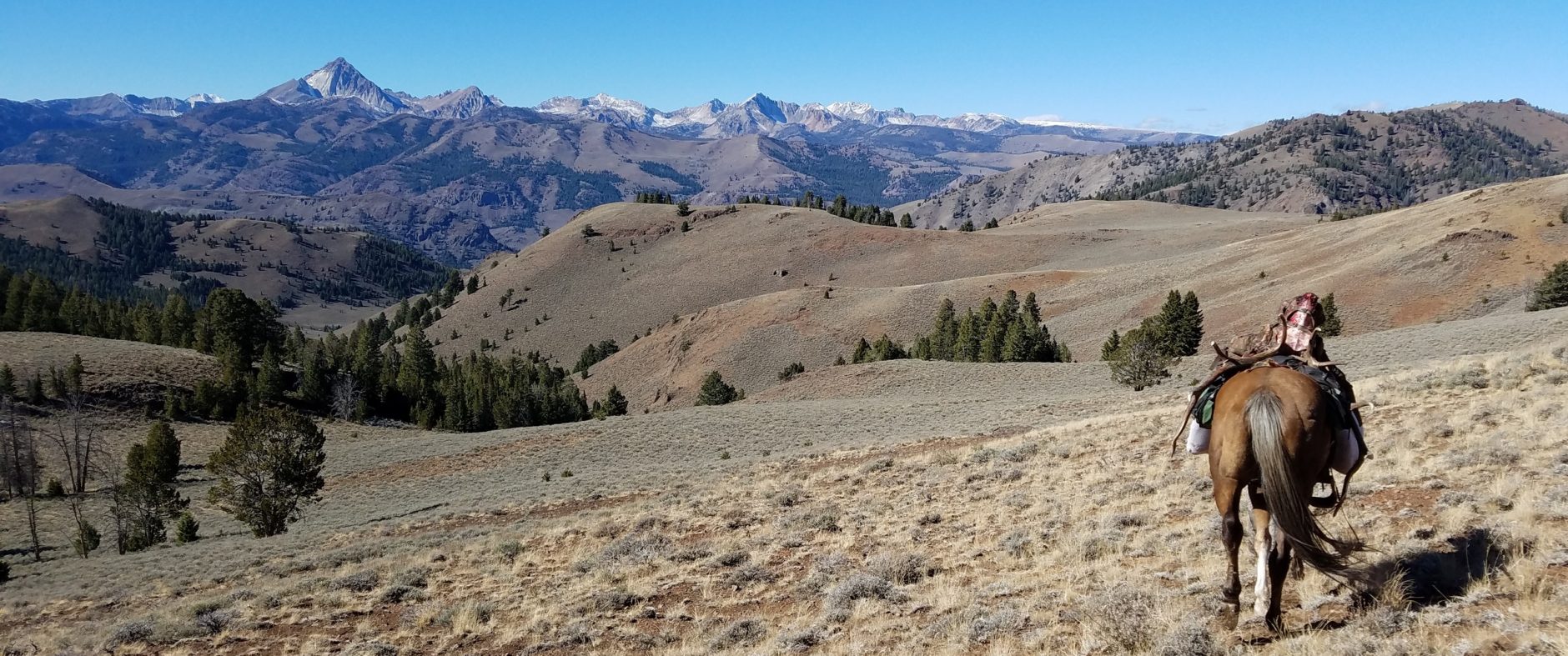 trophy elk hunt, guided rifle and archery hunts, central idaho hunting