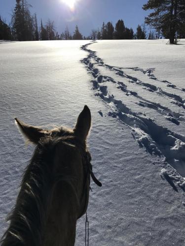 Elk Tracks in the Snow